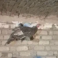 بوقلمون|حیوانات مزرعه|دینور, |دیوار