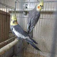 ۲ جفت عروس هلندی