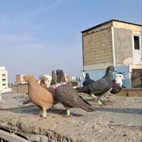 ۲۲تا رنگه زرد سرخ نواری دم سفید ساده