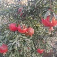 انار محمودآبادگل رز ساناز محمدی نسترن یاس شمعدونی