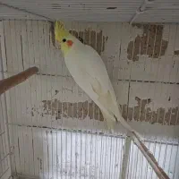 عروس مولد فروش معاوضه بادوچرخه قناری گلدین کفتر|پرنده|مشهد, سرافرازان|دیوار