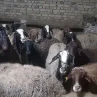 ۲۲ عدد گوسفند|حیوانات مزرعه|سردرود, |دیوار