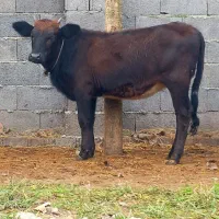 3 راس گاو .. لیشه چالوسی|حیوانات مزرعه|رشت, بازار|دیوار