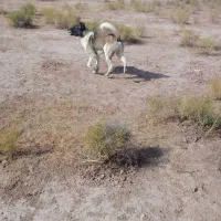 سگ سرابی جوان نترس بسیار جسور|سگ|خواجه, |دیوار