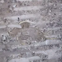 .سمپاشی‌‌‌با‌تجربه۱۳سال‌سوسک‌.کک.ساس‌طعمه‌موش‌/|خدمات نظافت|رشت, پاستوریزه|دیوار