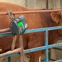 گوساله کشتاری هلندی و سیمینتال