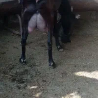 بز پاکستانی|حیوانات مزرعه|گرگان, |دیوار