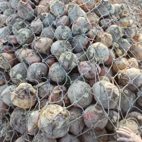 چغندر دامی و شلغم دامی