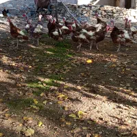 بوقلمونمحلینر|حیوانات مزرعه|بانه, |دیوار