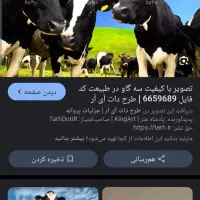 سرایدار و کارگر در گاوداری