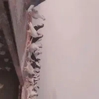 همه جوجه دست خودمه به شرط پر|پرنده|میان جلگه, |دیوار