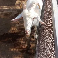 بز جوان ماده (نژاد سانن اصل)