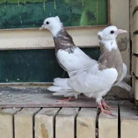 جوجه طوقی با اصل نصب فروشی