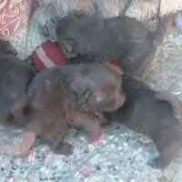 توله یکماه شیتزو پامر