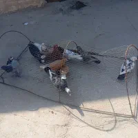 11عدد کفتر غریب|پرنده|بجنورد, |دیوار