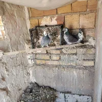 کبوتر|پرنده|زنجان, |دیوار