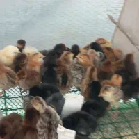 جوجه غاز .بوقلمون جوجه امپراتور جوجه مرغ گردن لخت|حیوانات مزرعه|گلوگاه بابل (گلیا), |دیوار