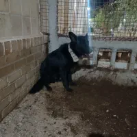 فروش سگ ژرمن وقدر جونی|سگ|اردکان, |دیوار