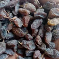 فروش کشمش وافتابی بوانات فروش بالای 100 کیلو