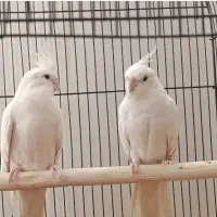 فروش جفت عروس هلندی