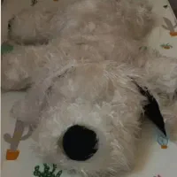 عروسک پولیشی