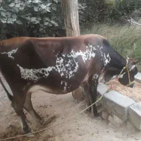 گاو شیری ۵ ماه ابستن|حیوانات مزرعه|میناب, |دیوار