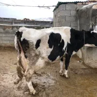 گاو گوساله|حیوانات مزرعه|گرمخان, |دیوار