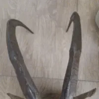 شاخ بز کوهی