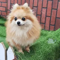 سگ پامرین ماده