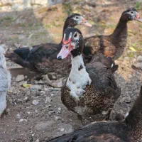 اردک اسرائیلی ماده نزدیک به تخم