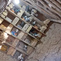 کبوتر پرشی|پرنده|قره پشتلو, |دیوار