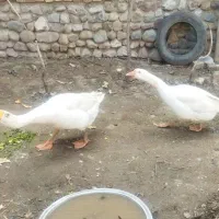 غاز اکراینی تخم گذار