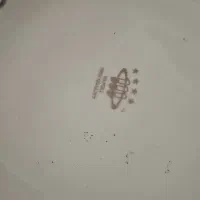 میوه دکوری|صنایع دستی و سایر لوازم تزئینی|اسلام‌شهر, مطهری|دیوار