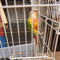 گرینچیک|پرنده|رشت, چله خانه|دیوار