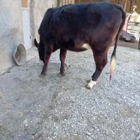 گوساله ماده آبستن|حیوانات مزرعه|دینور, |دیوار