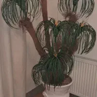 گل وگلدان مصنوعی.بسیارزیبا.|گل مصنوعی|فولادشهر, B4|دیوار