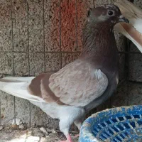 دو خط شاه بال سفید