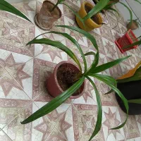 گل اشک ملکه|گل و گیاه طبیعی|خمینیشهر, |دیوار