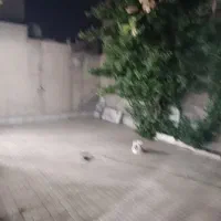 اجاره آپارتمان ۱۲۰ متری ۲ خوابه همکف در کوی المهدی|اجارهٔ آپارتمان|مشهد, کوی المهدی|دیوار