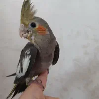 جوجه عروس هلندی سرلاکی