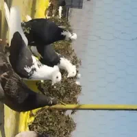 کبوتر شازده باپشدار