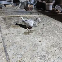 سار شکلاتی نر غریبه|پرنده|فردوس (خراسان), |دیوار