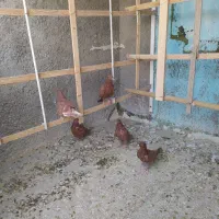 کفترانگلیسی اصل وتهرانی|پرنده|ملارد, |دیوار