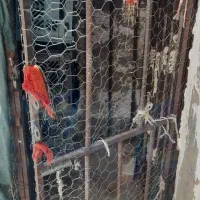 قفس کبوتر