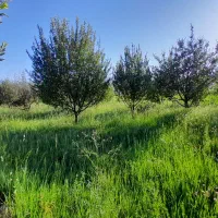 باغ|فروش دفتر صنعتی، کشاورزی، تجاری|سیلوانه, |دیوار