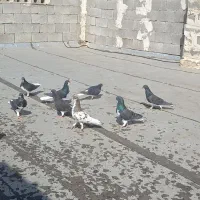 کفتر شهری|پرنده|شیراز, ویلاشهر|دیوار