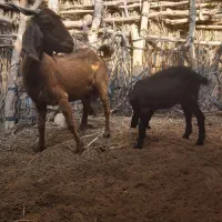 بزو کهره ماده