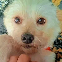 سگ ماده مهربون آپارتمانی|سگ|ورامین, ورامین|دیوار