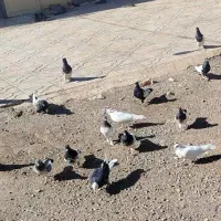 کبوتر بازی کن بله ای