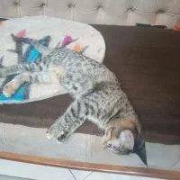 گربه ماده شیطون وبانمک|گربه|تهران, سلیمانی|دیوار